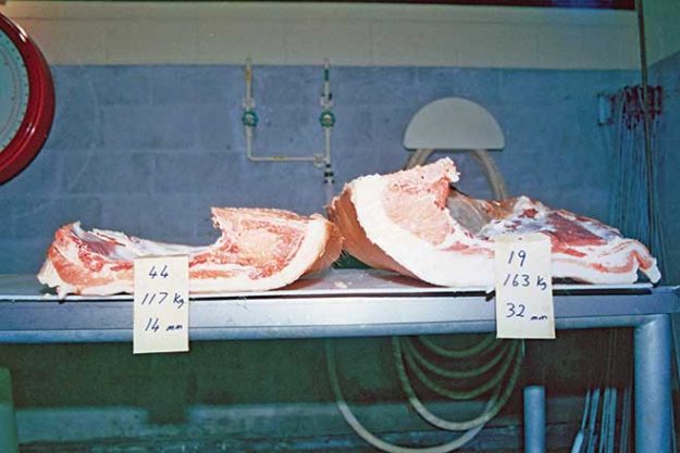 660px3.-This-photo-displays-the-difference-in-back-fat-between-two-different-weight-ranges-(©1980-DAFWA)-Screenshot-2024-03-18-at-12.15.15 pm pork